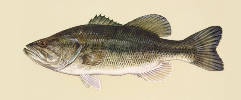 Black bass