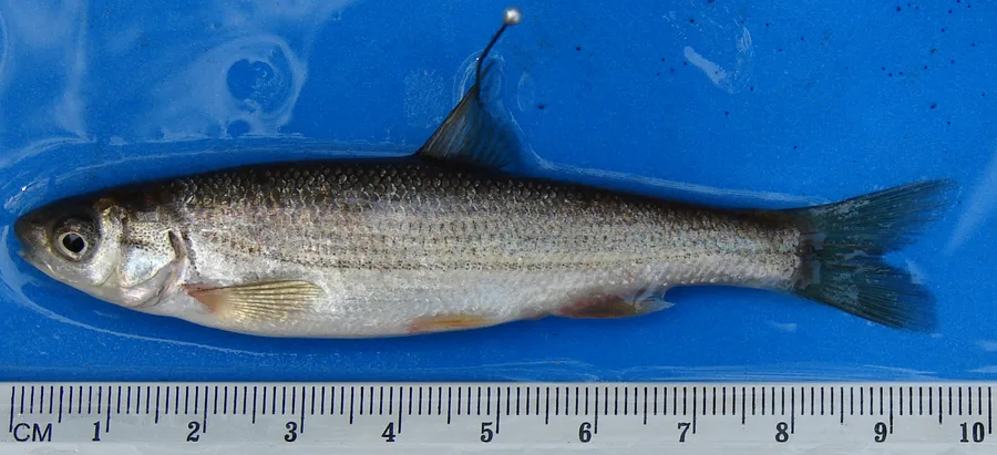 Boga de río